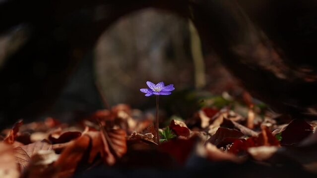 Beautiful wild flowers hepatica transsilvanica in early spring 