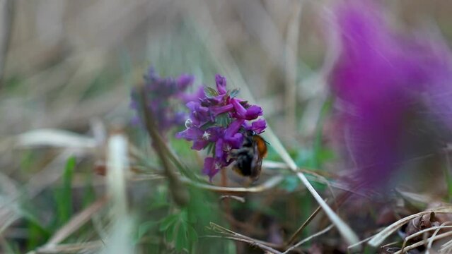 Fumewort in the field during early spring