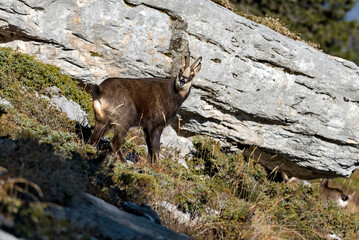 Chamois (Rupicapra rupicapra) Mâle en novembre attitude de rut. Alpes. France