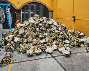 Mountain of agave in a factory yard ready for cooking