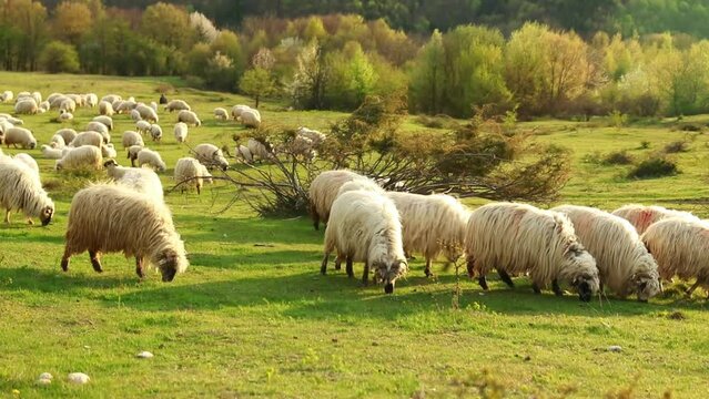 Beautiful landscape with a gherd of sheep grazing on the hill during spring