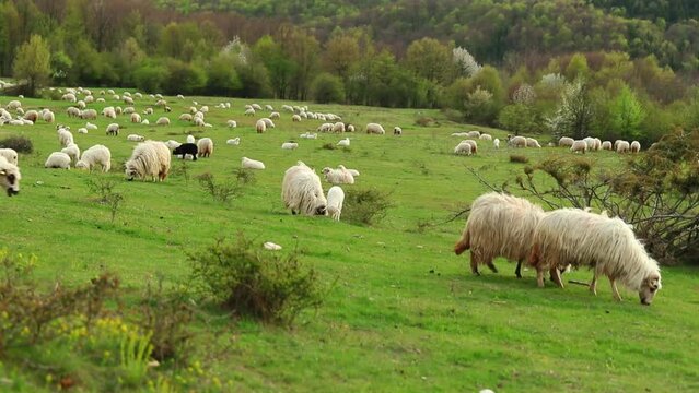 Herd of sheep grazing in spring season on the hill