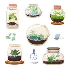 Set of home florariums. Succulents and other  houseplants in glass jars of various shapes. Plant terrarium. Vector Illustration

