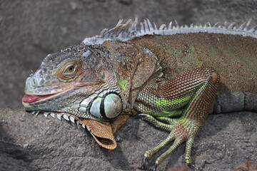 グリーンイグアナ