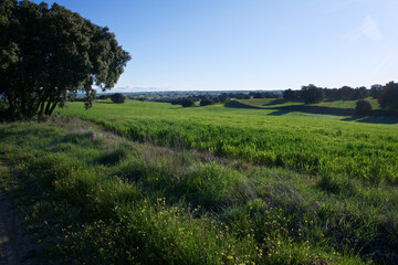krajobraz rośliny drzewa flora natura  © Piotr