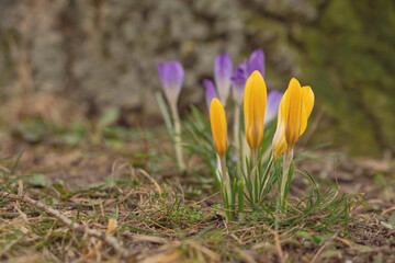  First Spring Flowers, Yellow Crocuses