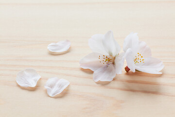 Fototapeta na wymiar 桜の花のクローズアップ