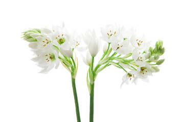 白背景のアリウムの花