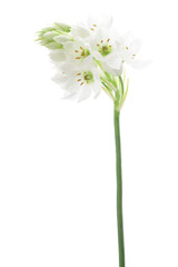 白背景のアリウムの花