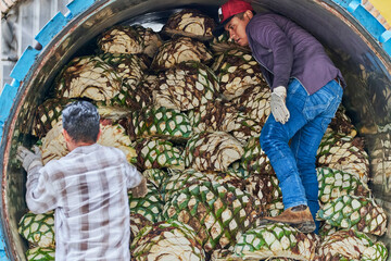 Man piling agave in oven ready to steam it