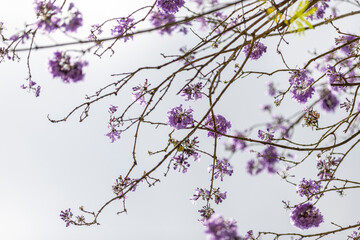 Pink flowers and branches of a tree against white Sky