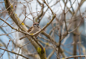 a sparrow is sitting on a branch