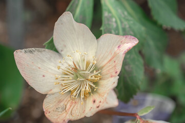 Helleborus niger, macro closeup of white flower and bud with green leaves of Helleborus niger, called Christmas rose or black hellebore, plant is one of the first to bloom in winter