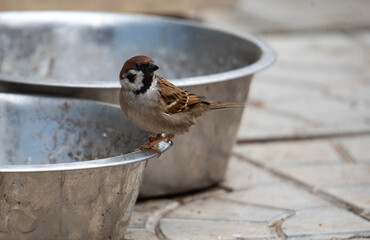  a sparrow sits on the edge of a dog bowl