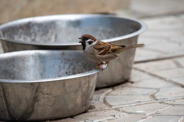  a sparrow sits on the edge of a dog bowl
