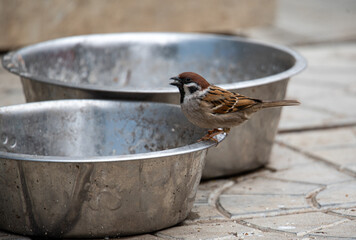  a sparrow sits on the edge of a dog bowl