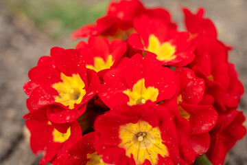 Multicolor Garden Primula Flowers, top view. Primrose Primula Vulgaris blossom. Vivid Live wall of Primula Primrose Multicolored flowers