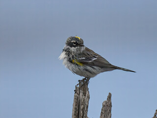 Yellow-rumped warbler bird