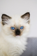 Ragdoll Kätzchen Porträt