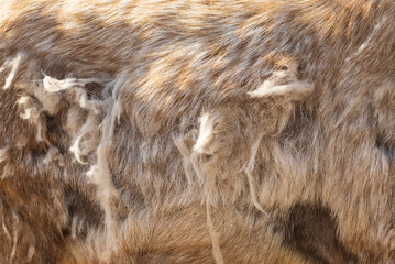 brown animal fur as background