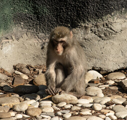 monkey walking in the park