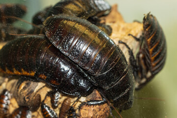 large tropical cockroaches as background