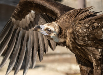 bird of prey eagle in nature
