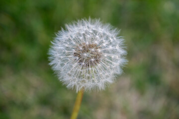 Close-up of dandelion on the garden