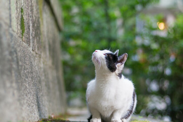 京都 伏見稲荷大社の境内で空を見上げる野良猫