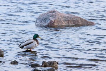 ducks and rocks on the water
