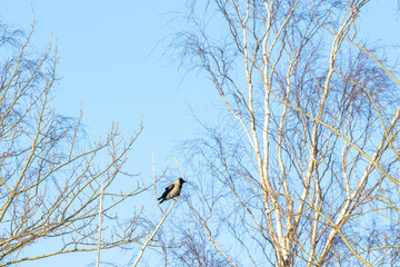 bird on a tree
