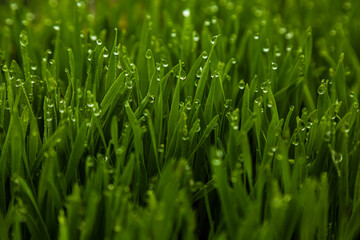 Fototapeta na wymiar Green grass in sun summer sunlight on a blur backgrounds