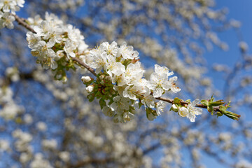 Wild cherry, close up of white flowers of wild cherry tree.