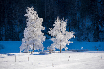 mit Reif überzuckerte Bäume im Bizauer Moos, Vorarlberg