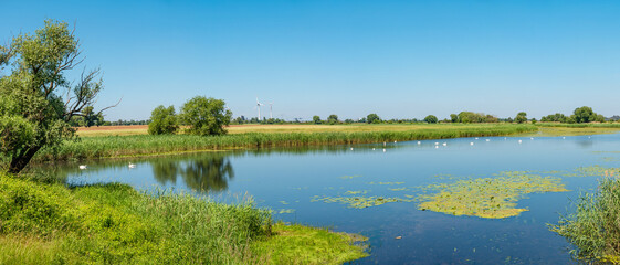 Green duckweed lake near Elbe river with group of white swans and wind turbines at sunny day and...