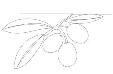 olives drawing in one continuous line, isolated vector
