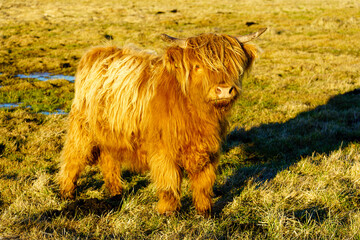 Schottisches Hochlandrind im warmen Abendlicht