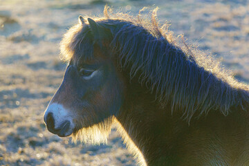 Naturschutzgebiet Donaumoos, Fohlen Exmoor Pony im Gegenlicht