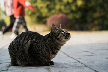 cat on the street