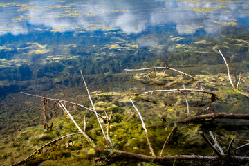 Gałęzie w wodzie © Sagittarius