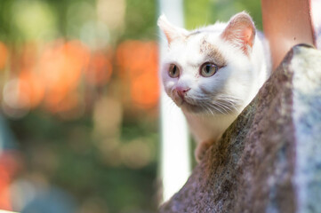 真剣な瞳で遠くを見つめる白猫