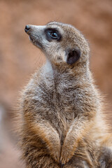 Fototapeta premium Portrait of a meerkat watching the surroundings. Standing Suricate or Meerkat