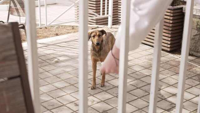 a frightened hungry stray dog on the sidewalk afraid to take food from a person's hands. capture of homeless animals. dog shelters and volunteering.
