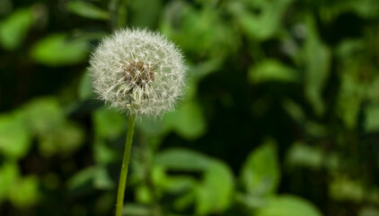 Macro photography of a dandelion over green grass. Freshness, nature and life concept