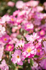 陽だまりに咲く