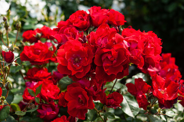 赤い薔薇咲く