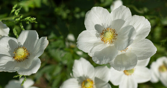 Close-up of white flowers of Japanese anemone Anemone hybrida