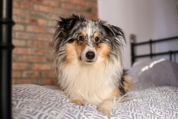 Blue merle shetland sheepdog sheltie dog laying on cozy apartment bed.