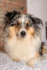 Blue merle shetland sheepdog sheltie dog laying on cozy apartment bed.