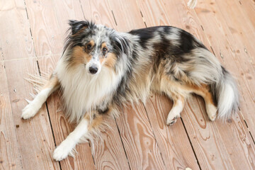 Blue merle shetland sheepdog sheltie laying on wood floor.